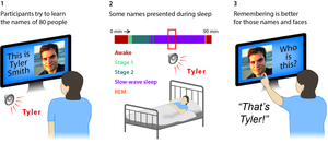 The three main stages of the experiment of Whitmore et al. (2022).