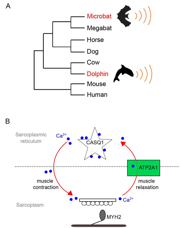 Uncovered: A Link Between Echolocating Bats and Toothed Whales (1 of 2)