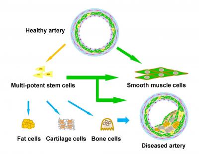 Stem Cell Schematic