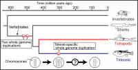 Evolution of Major Vertebrates and Whole Genome Duplication Events