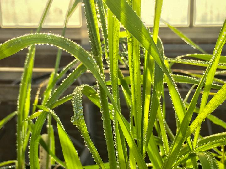 Wheat plant