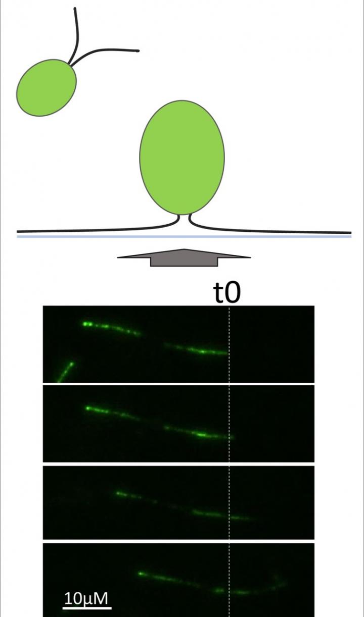 TIRF microscopy