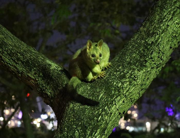 Invasive Brushtail Possum