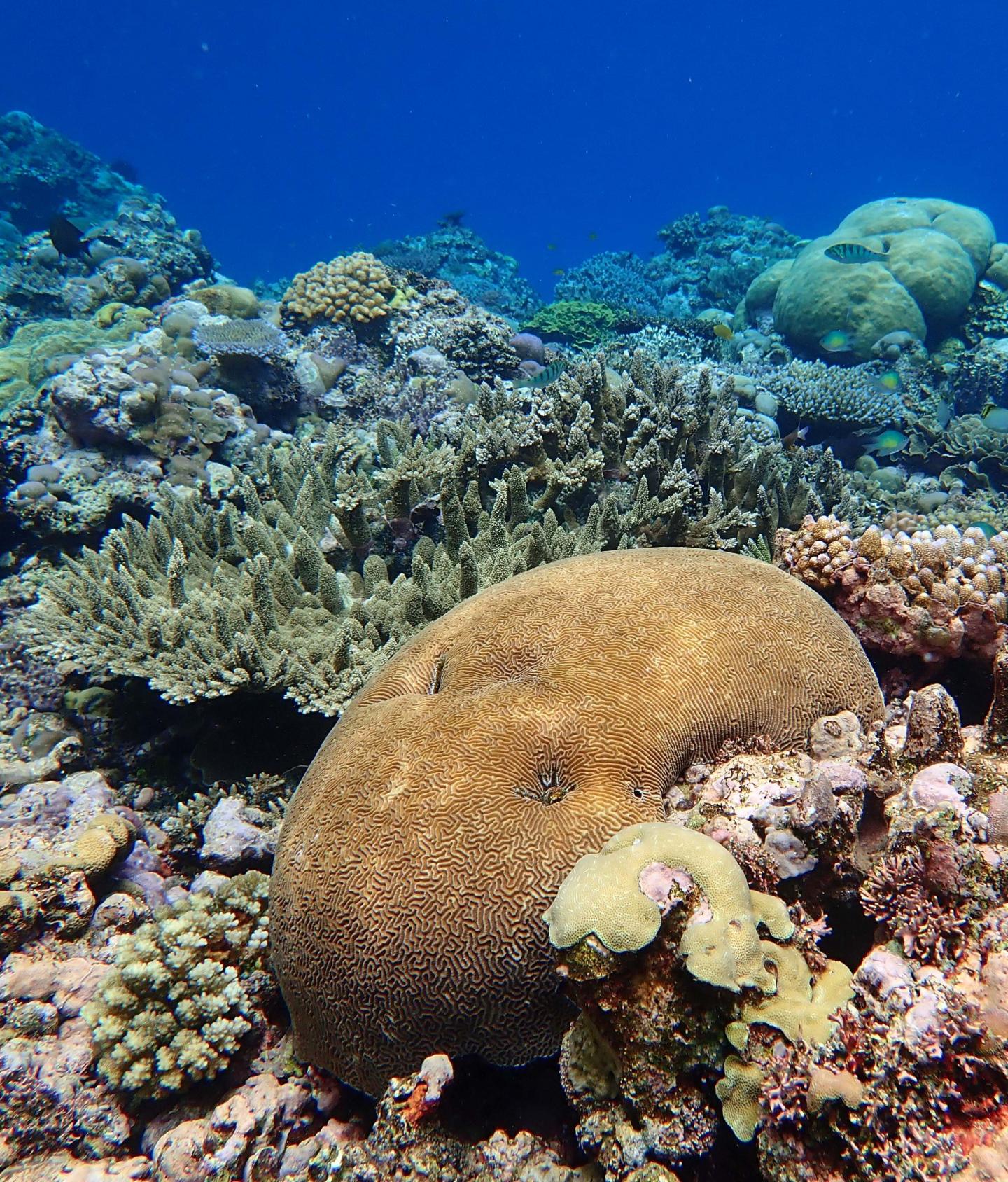 Stressed Corals Set up Progeny for a Better Life
