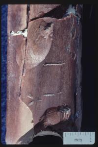 Linear Marks And Pits On A 2.5 Million-Year-Old Ungulate Leg Bone From Bouri, Ethiopia
