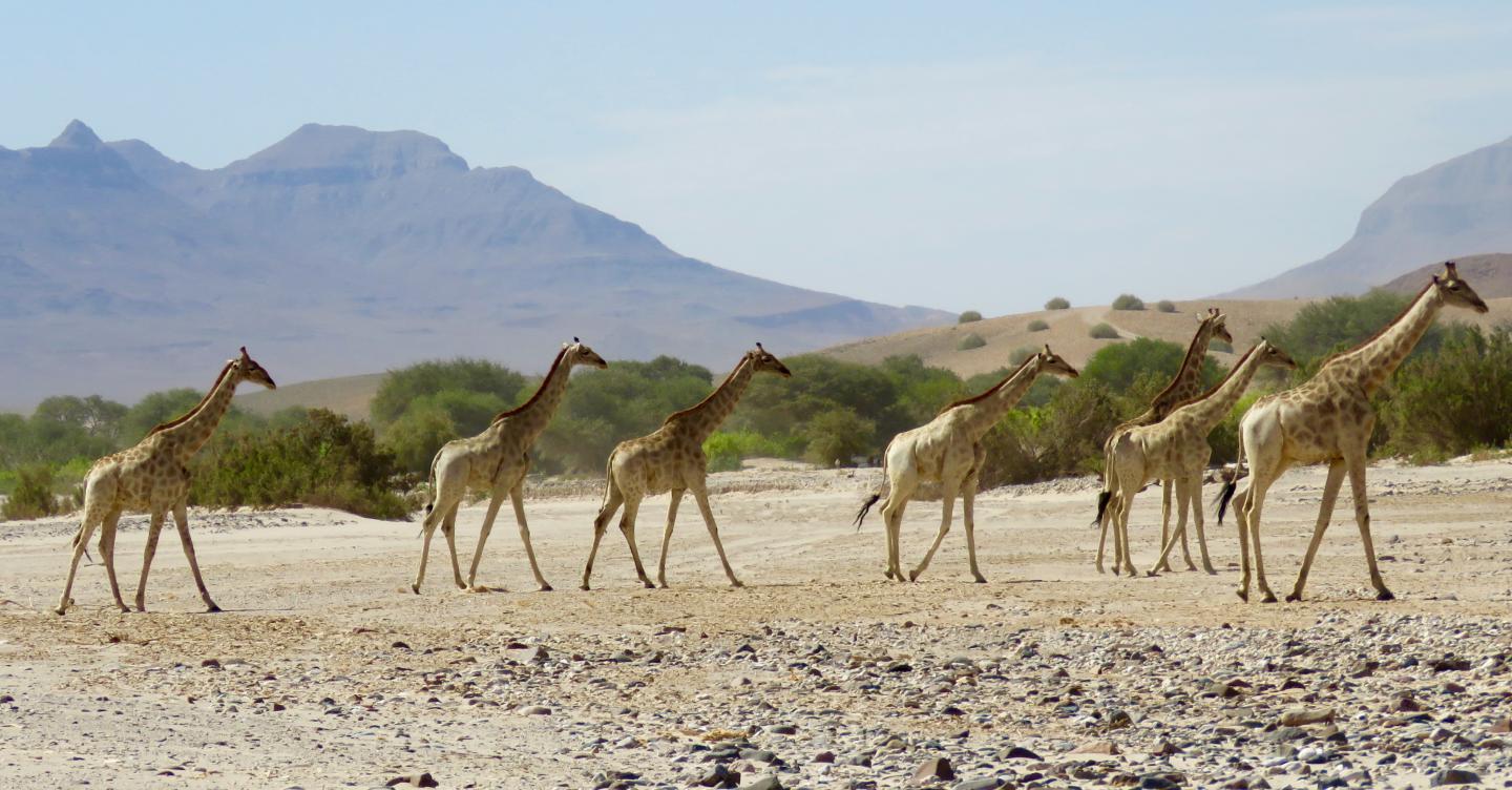 Where Humans Set Up Camp, Animals Roam Much Shorter Distances (1 of 8)