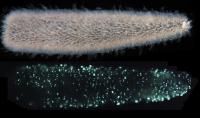 Pyrosoma atlanticum bioluminescence