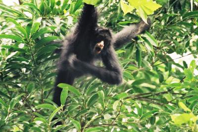 Spider Monkey in Bolivian Rainforest