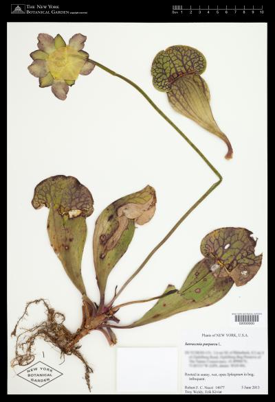 NYBG's 2-Millionth Digitized Specimen: Purple Pitcher Plant