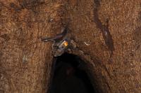 Tagged Vampire Bat  in a Tree