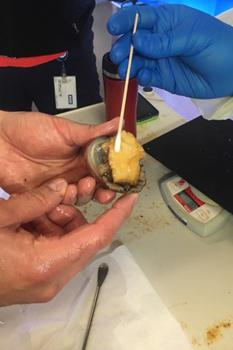 NOAA Abalone Swab