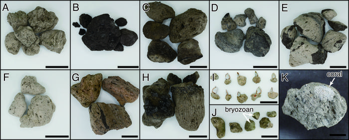 Different types of pumice found on shorelines after the 2021 eruption, and attached biological species.