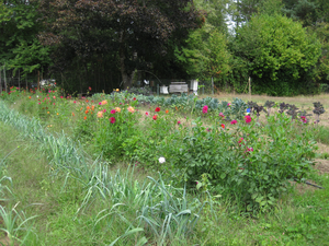 Wildflower strips