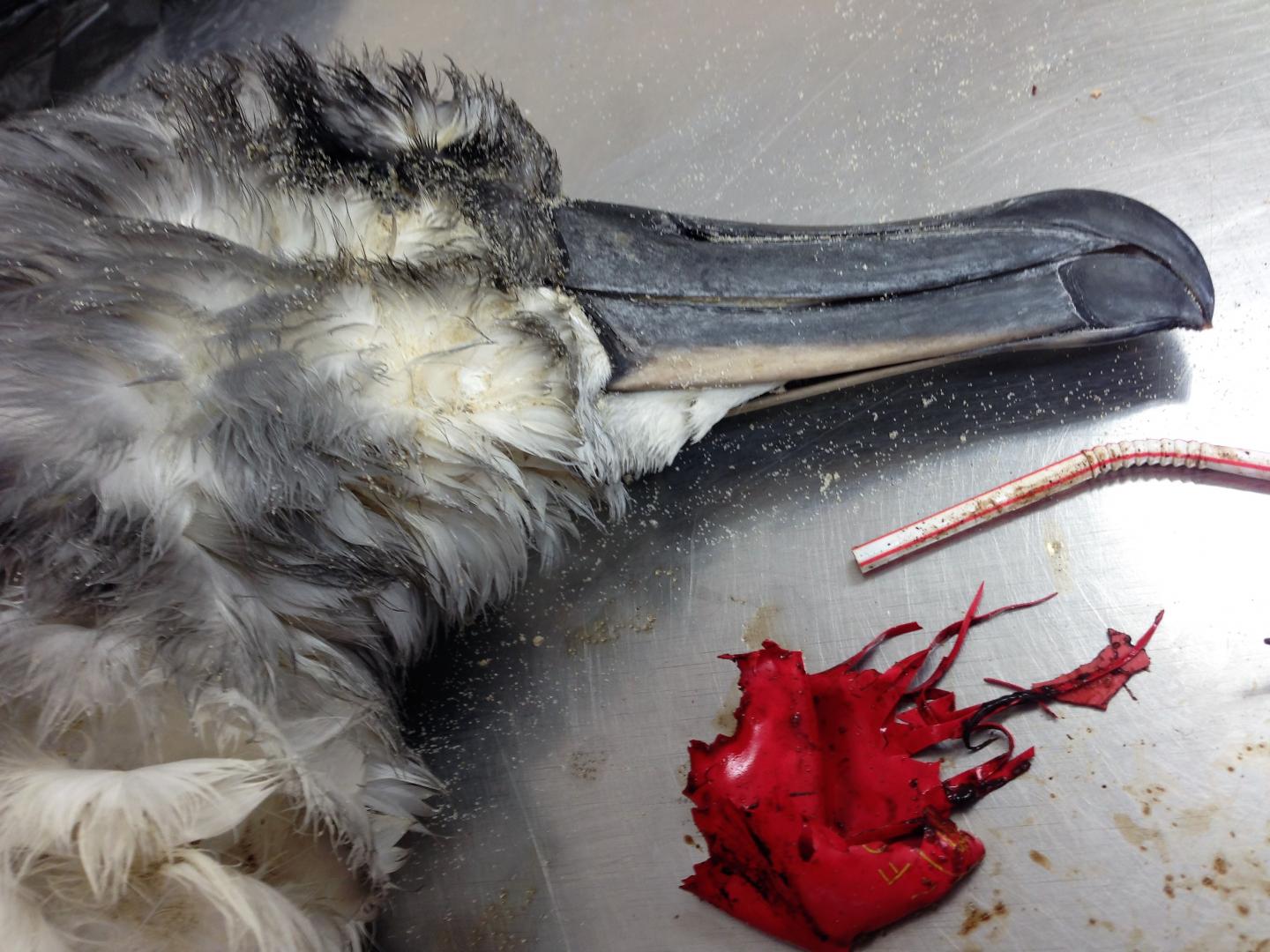 Grey Headed Albatross Autopsy