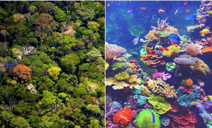Diversity in coral reef
