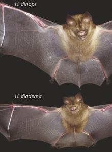Bats and body size