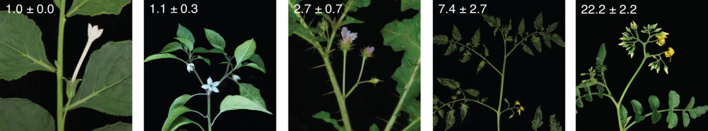 5 Related Species, Big Differences in Flower Production