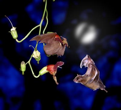 Prizewinning Essay: Bats Reveal Neurons Role in 3D Navigation (4 of 10)