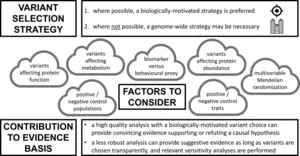 Central illustration of factors influencing variant choice in Mendelian randomisation.