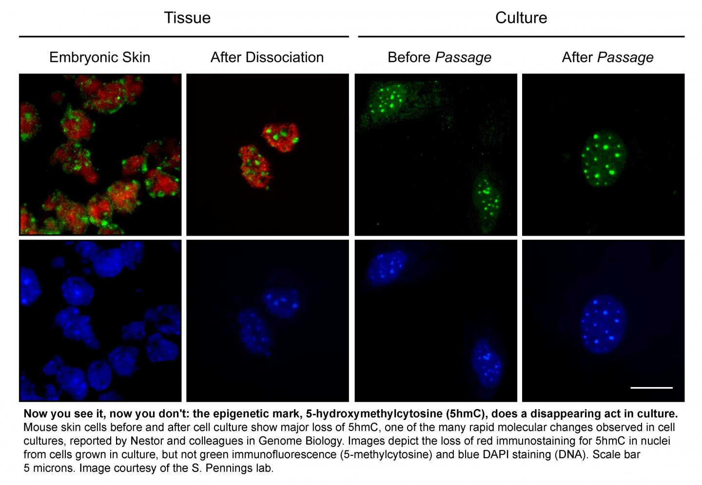Mouse Skin Cells before and after Cell Culture