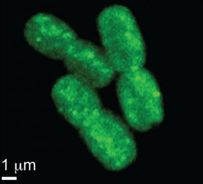 Redox in <i>Synechococcus</i>