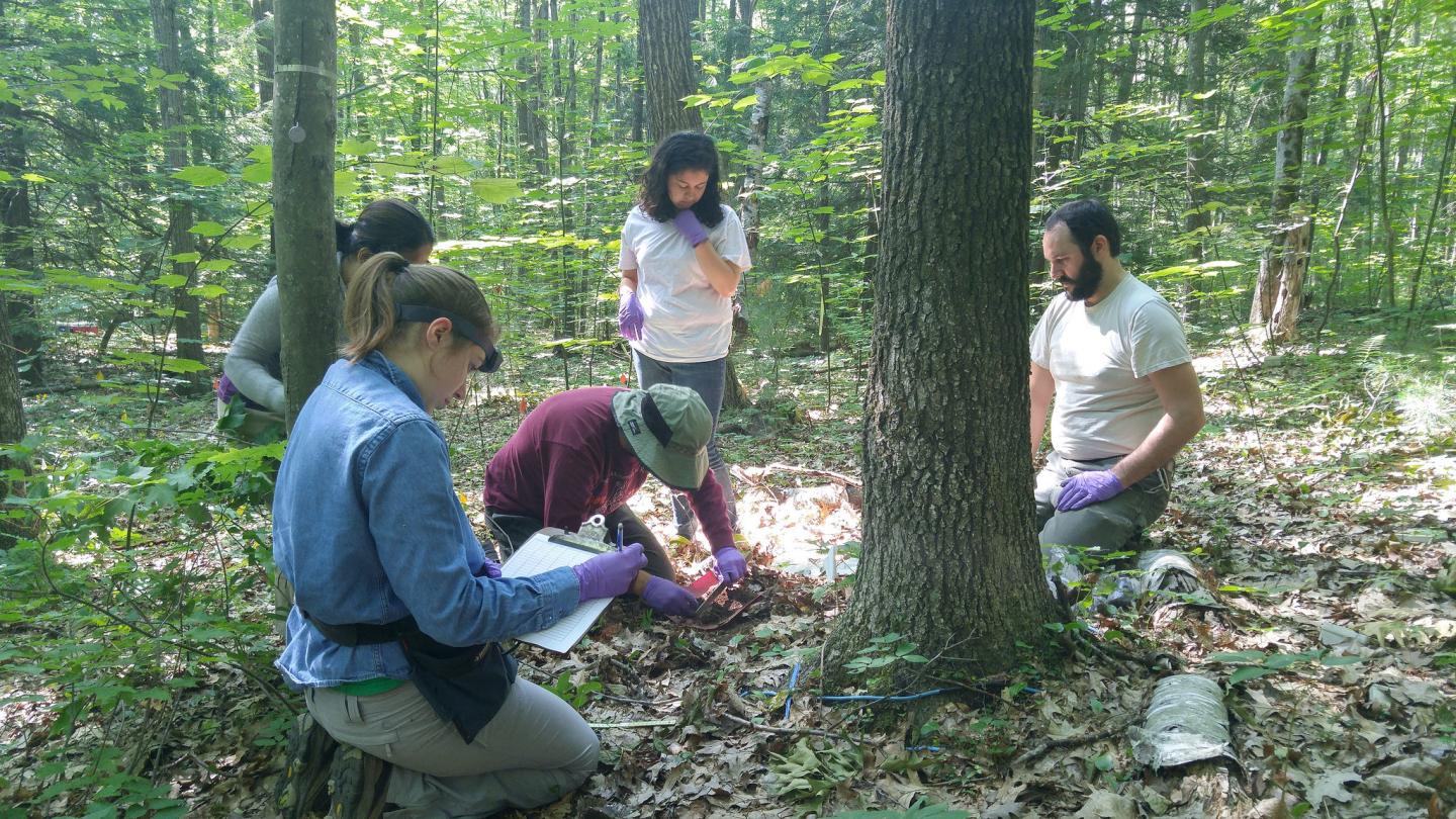 Collecting Soil Samples in Harvard Forest