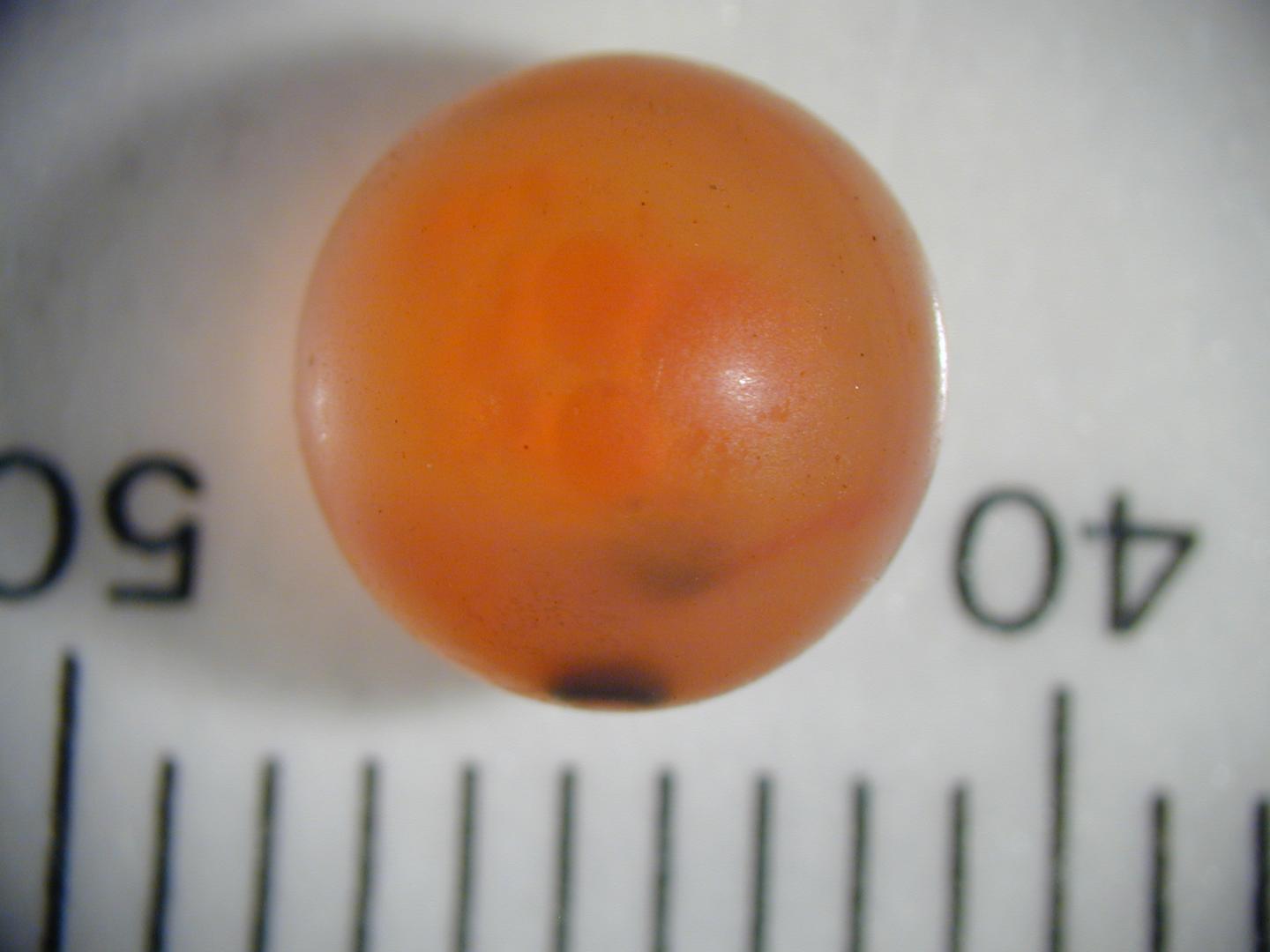 Salmon Egg [IMAGE] EurekAlert! Science News Releases