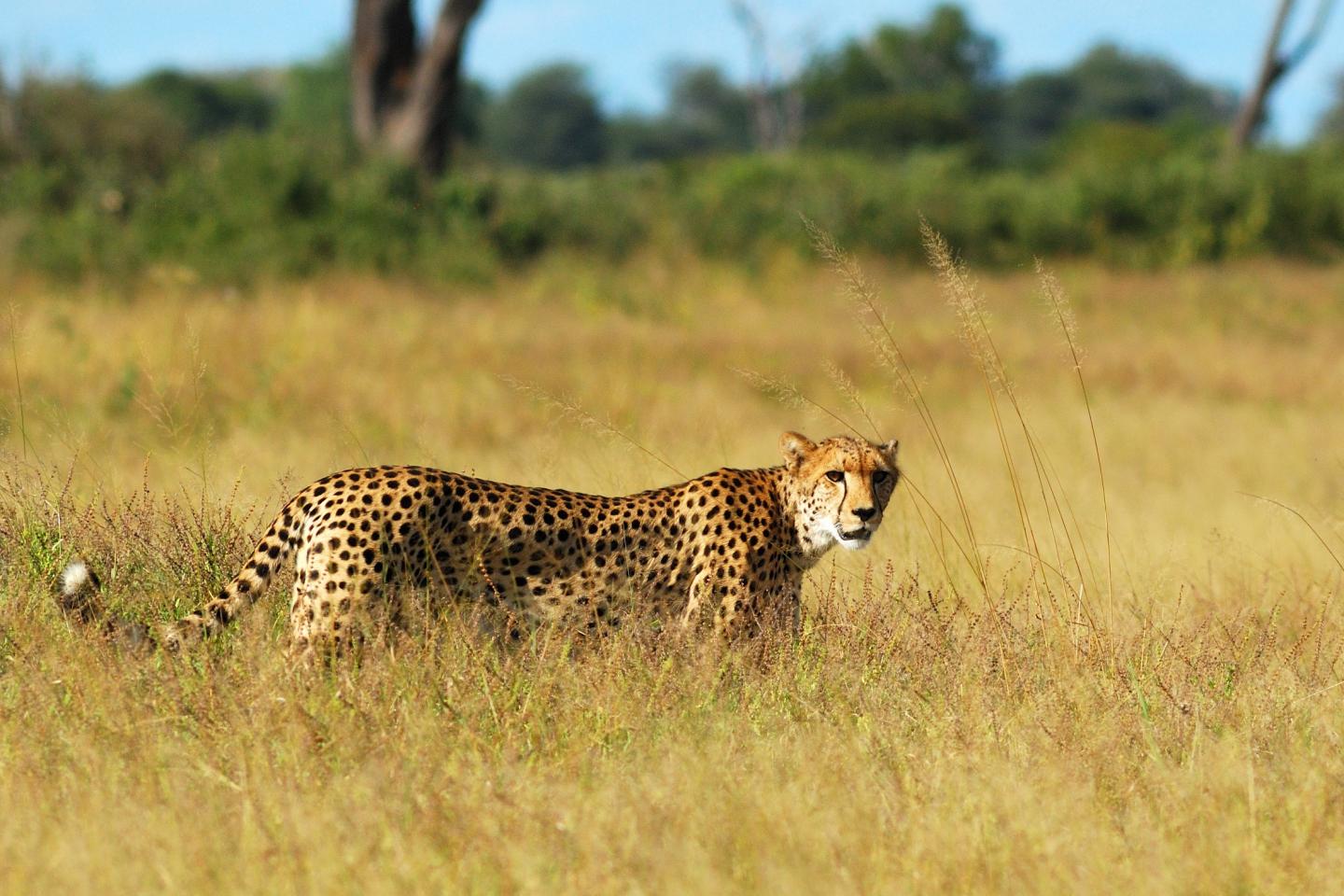 Southern Africa's Cheetah Population Much Smaller Than Believed