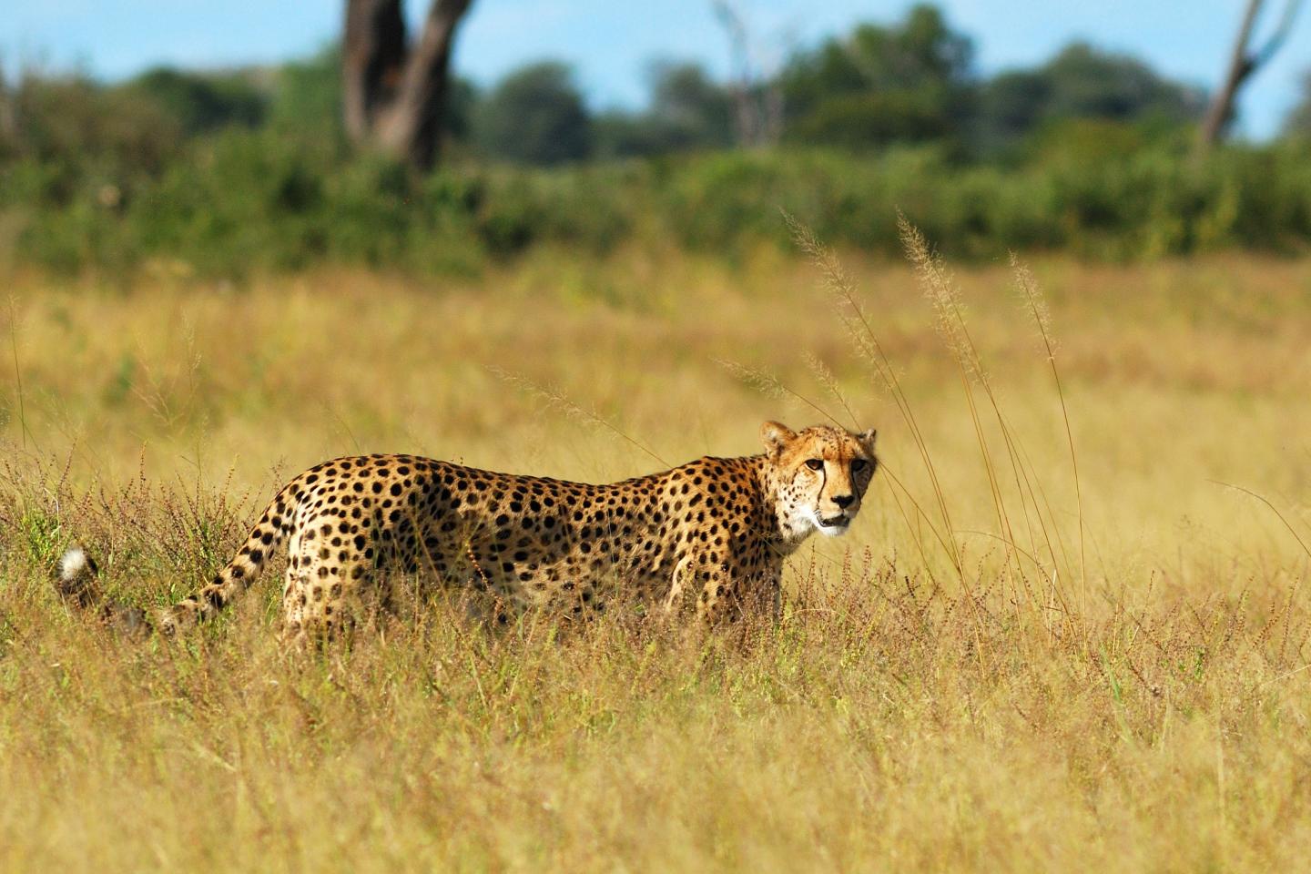 Southern Africa's cheetah population much sma | EurekAlert!