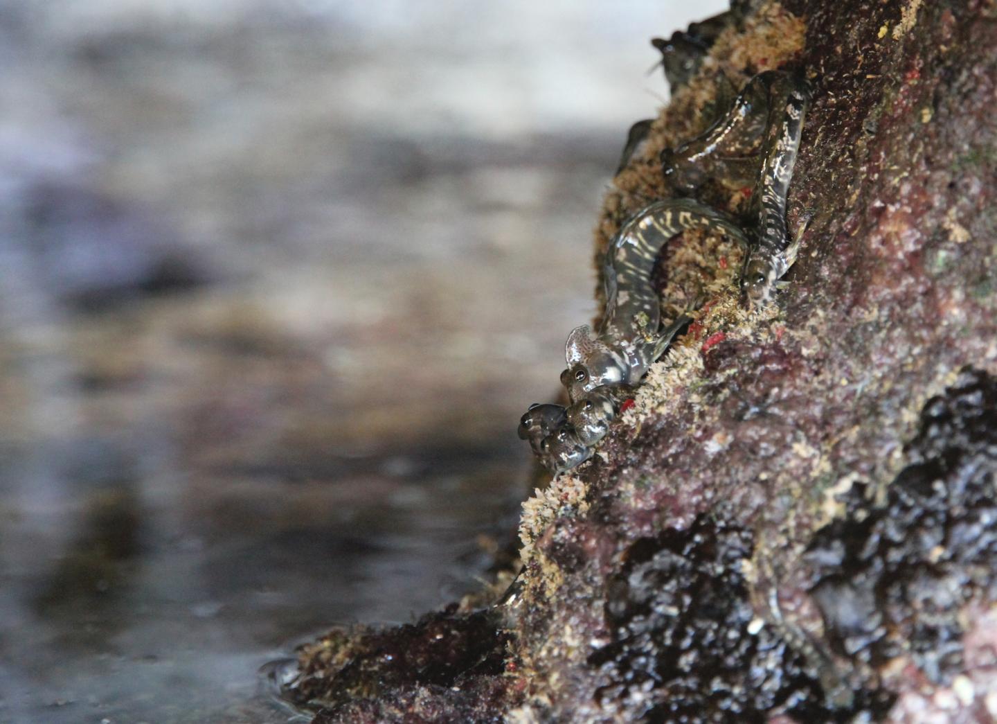 A Group of Pacific Leaping Blennies out of the Water on the Foreshores of the Island Guam