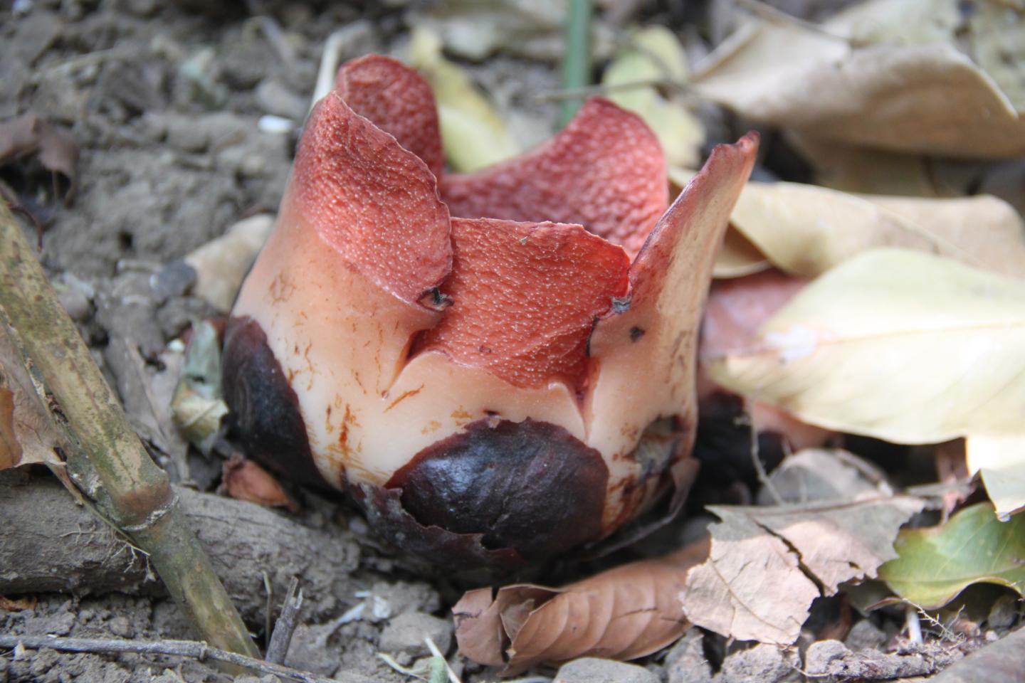 <I>Rafflesia consueloae</I> (2 of 2)