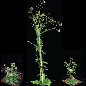 Arabidopsis thaliana HD-ZIPIII triple mutant