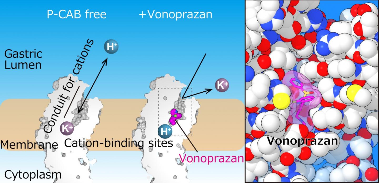 Blocking the Cation Transport Pathway by P-CAB