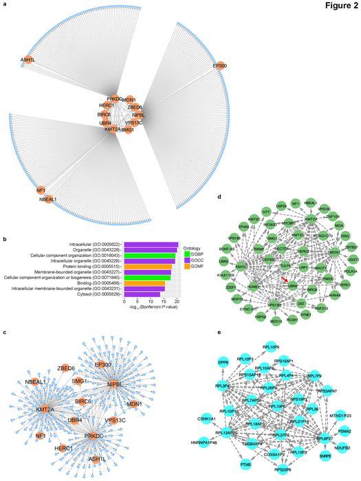 Visual representation of SN-A, its GO terms, and green and cyan sub-networks.