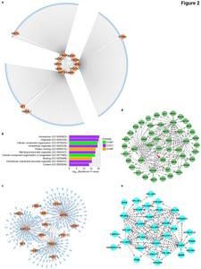 Visual representation of SN-A, its GO terms, and green and cyan sub-networks.