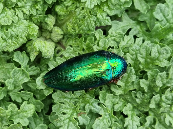 Beetle iridescence a deceptive form of warnin | EurekAlert!
