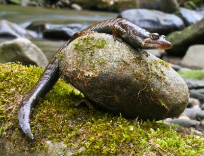 Black-Bellied Salamander