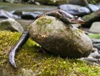 Black-Bellied Salamander