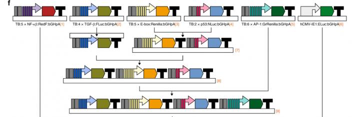 Assembly of Multiple Luciferase Reporters