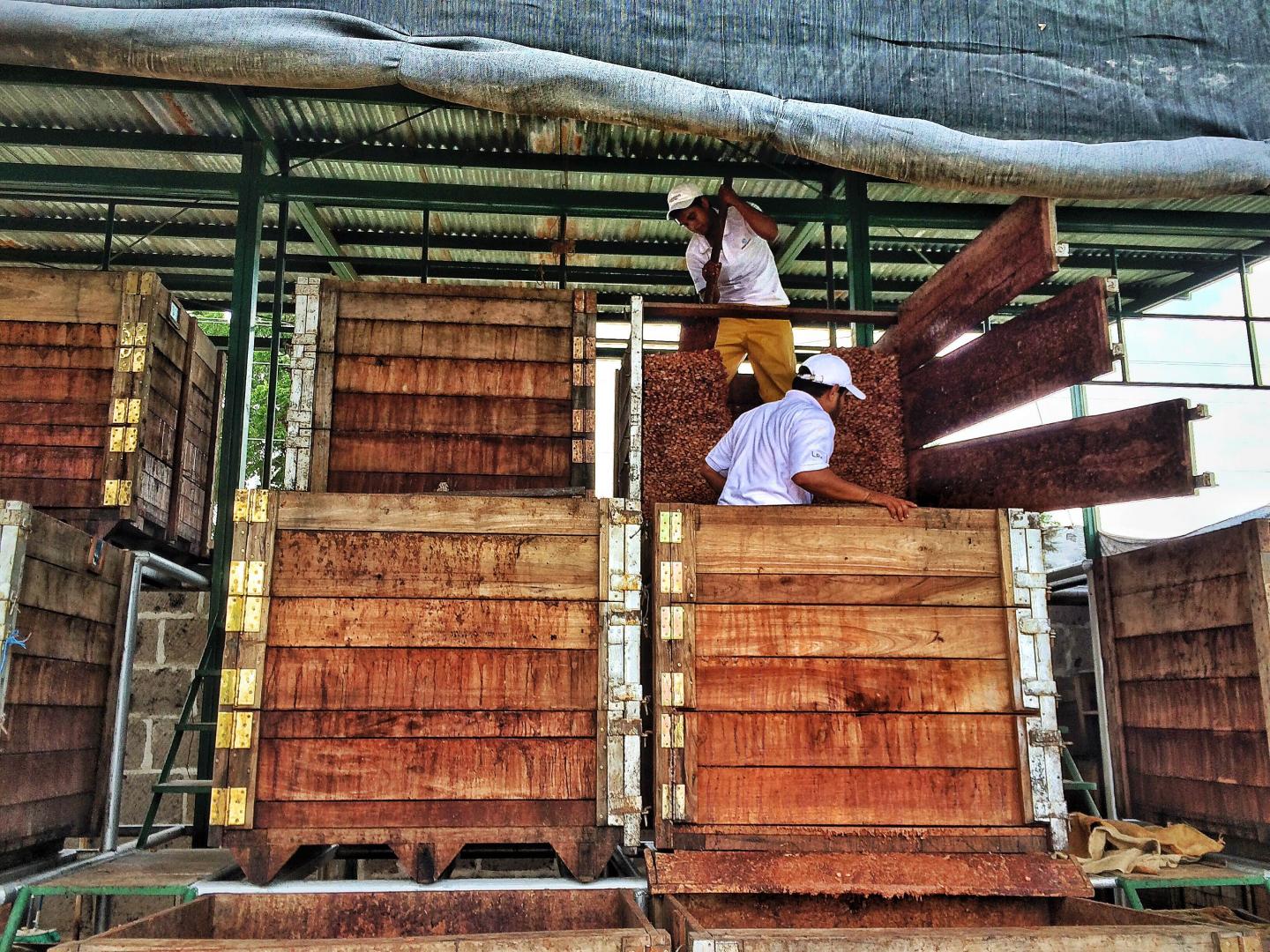 cacao beans fermentation