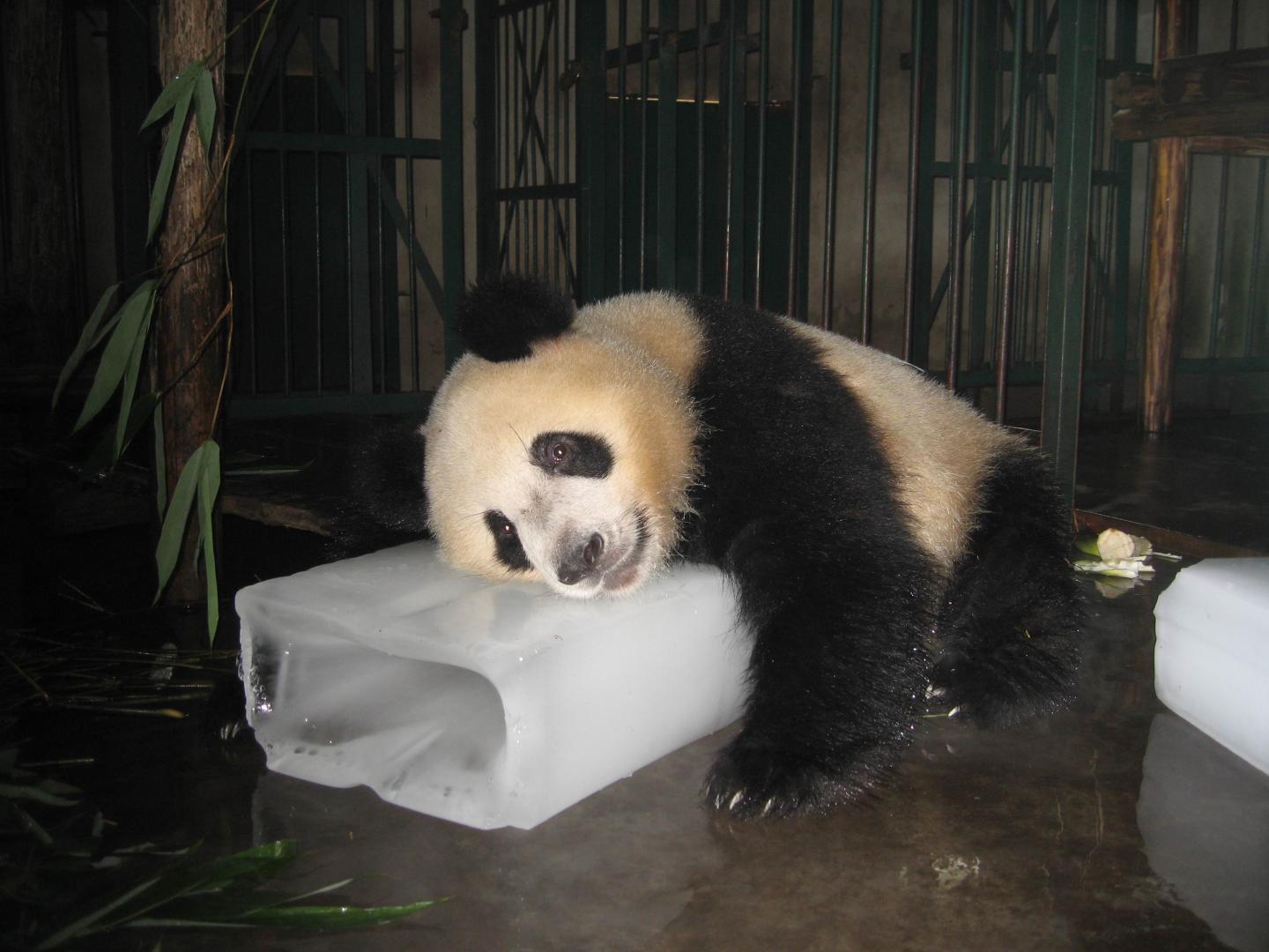 Giant Panda Cools Off