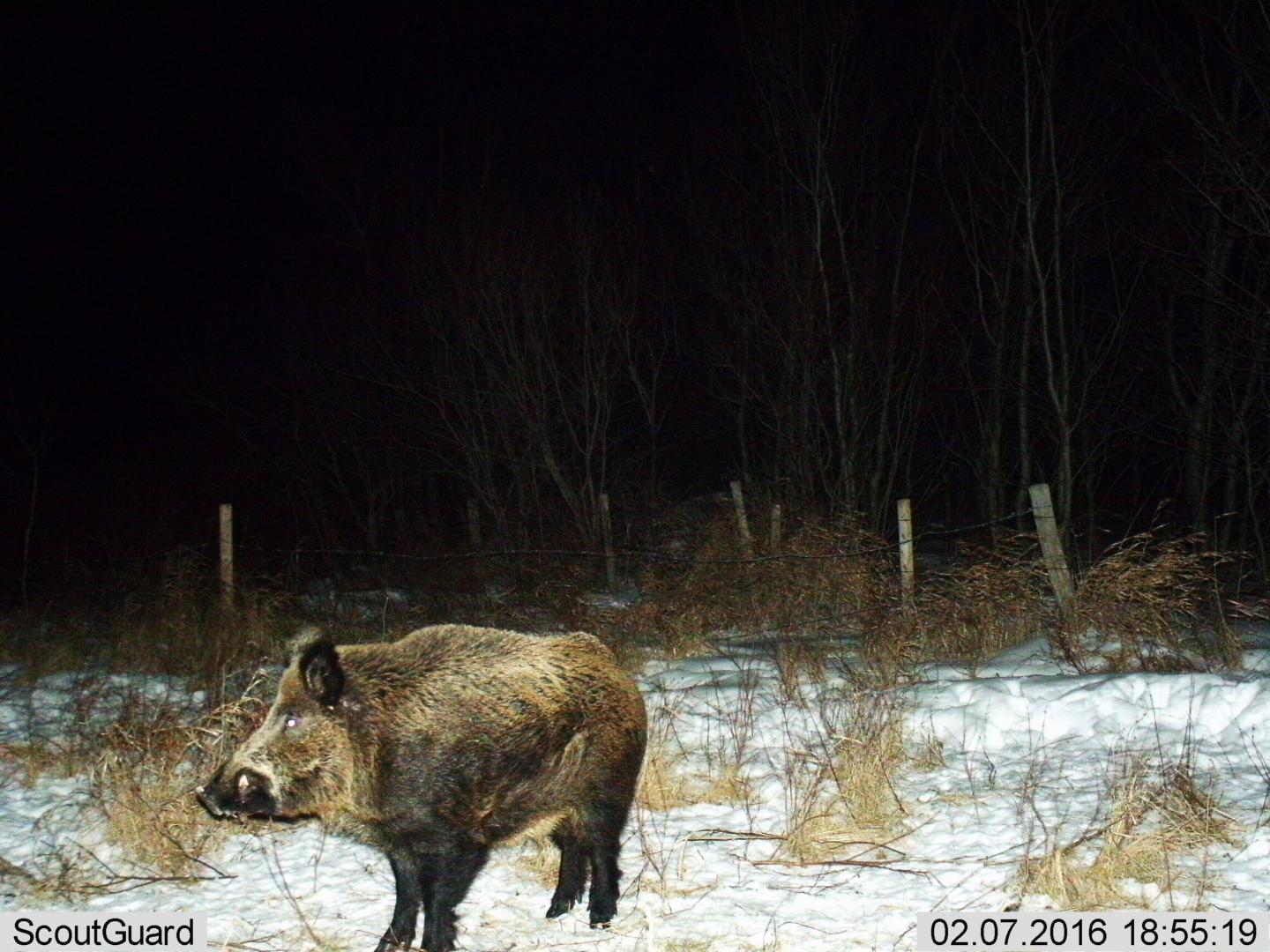 A Mature Adult Wild Pig in Saskatchewan, Canada