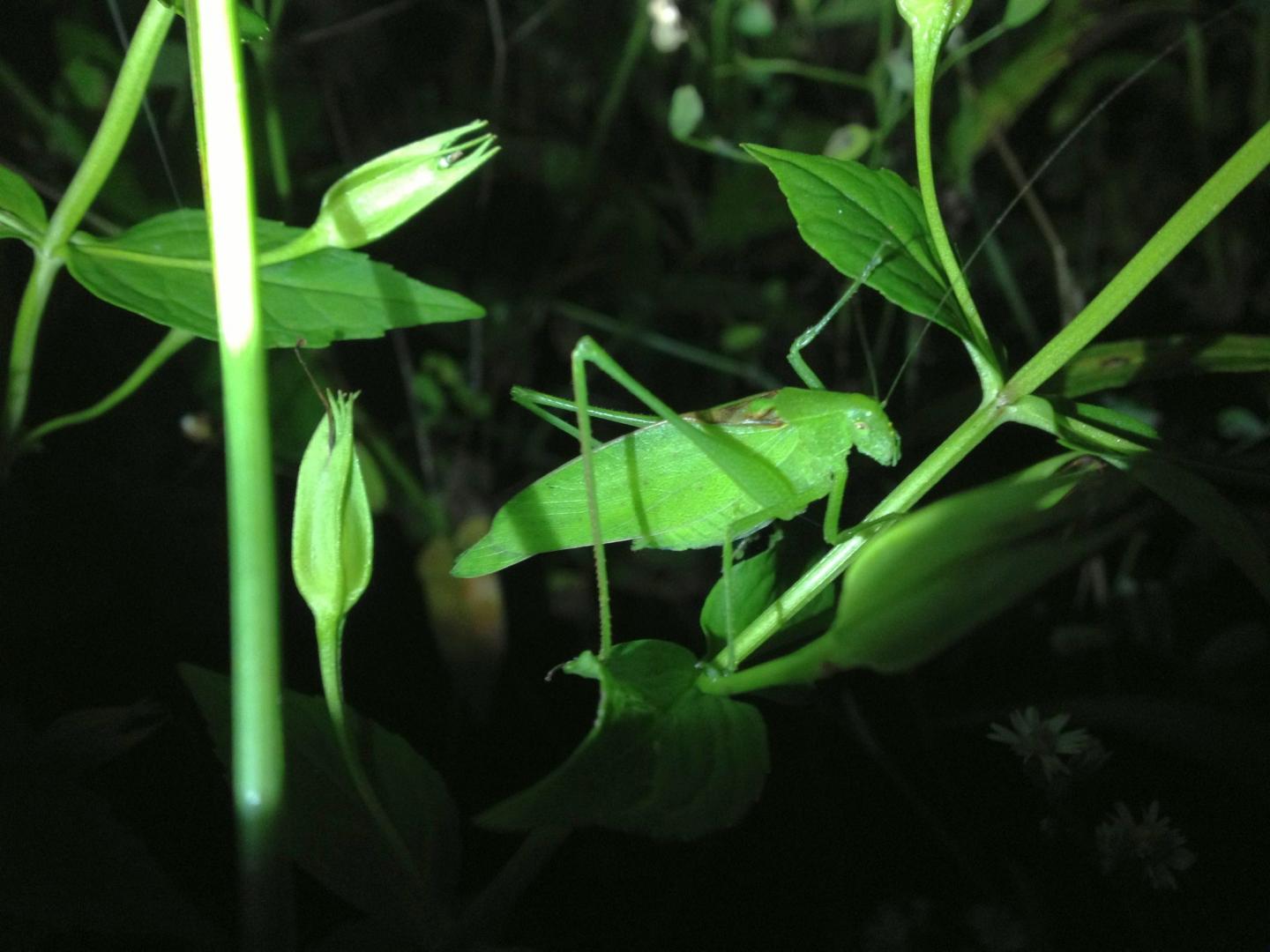 Katydid