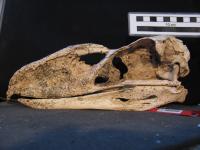 Skull of <i>Llallawavis scagliai</i>