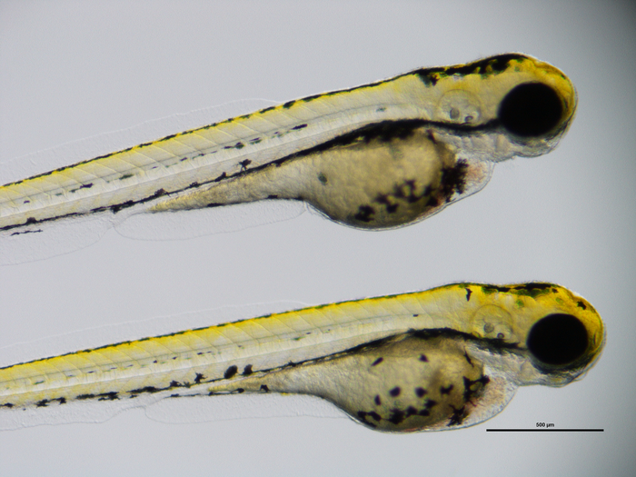 Two live zebrafish larvae