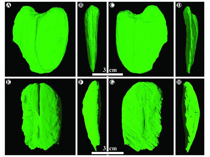 Scans of a giant fossil legume