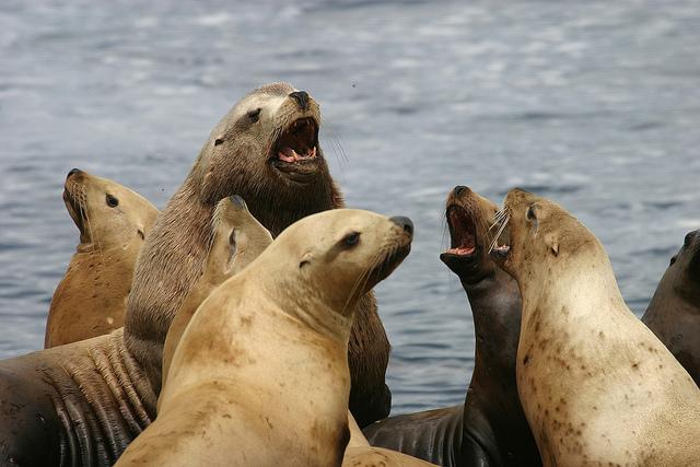 female steller sea lion