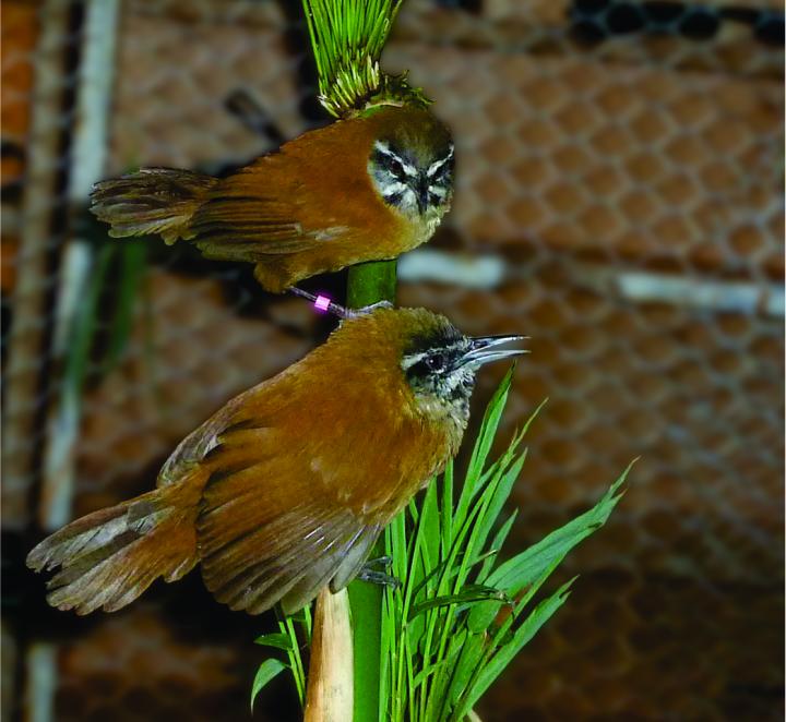 A female and male plain-tailed wren.