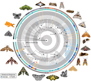 Phylogeny