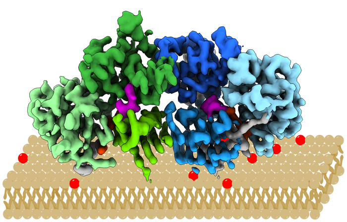 Protein docking onto membranes